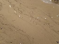 大塩海岸でキス狙い